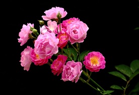 蔷薇花