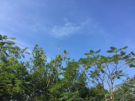 蓝天下的树影