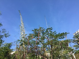 蓝天下的树影