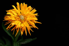 黄色小菊花 菊花 鲜花 花卉