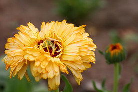 黄色小菊花 菊花 鲜花 花卉