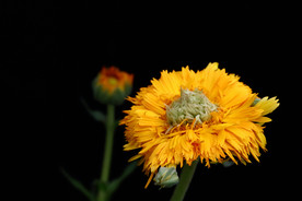 黄色小菊花 菊花 鲜花 花卉