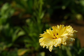 黄色小菊花 菊花 鲜花 花卉