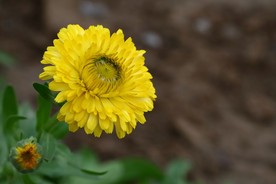 黄色小菊花 菊花 鲜花 花卉
