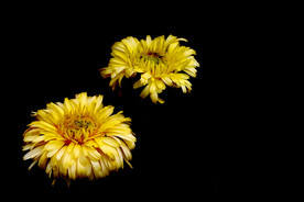 黄色小菊花 菊花 鲜花 花卉