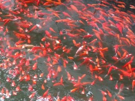 赤无地锦鲤