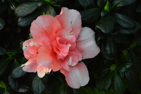 杜鹃花