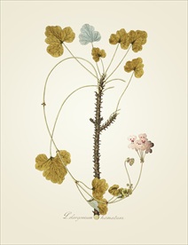 手绘植物插画 图鉴 生物图鉴