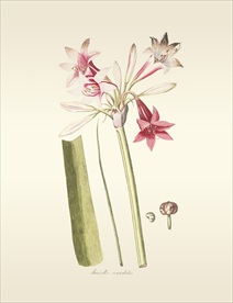 手绘植物插画 图鉴