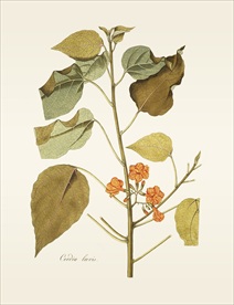 植物 手绘 植物图鉴  树叶