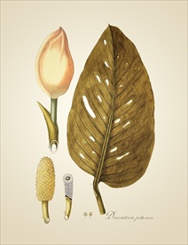 植物 手绘 植物图鉴  树叶