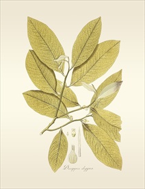 植物 手绘   树叶