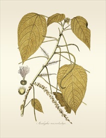 植物 手绘   树叶