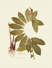 植物 手绘 植物图鉴