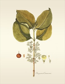 植物 手绘 植物图鉴  树叶