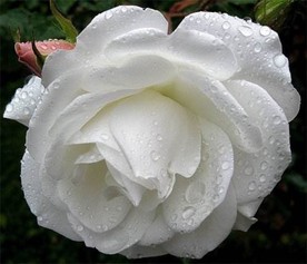 白色玫瑰花