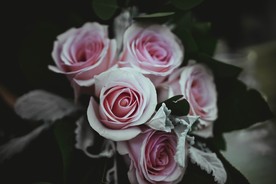玫瑰花