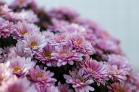 美丽的菊花