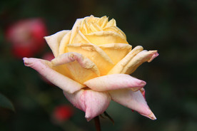 秋拍 精品 高清 特写月季花