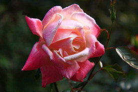 秋拍 精品 高清 特写月季花