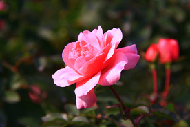 秋拍 精品 高清 特写月季花