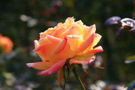 秋拍 精品 高清 特写月季花