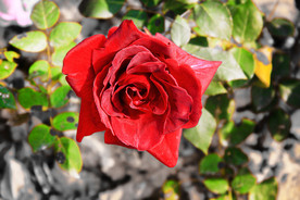 秋拍 精品 高清 特写月季花