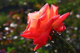 秋拍 精品 高清 特写月季花