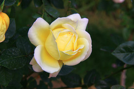 秋拍 精品 高清 特写月季花