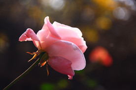 秋拍 精品 高清 特写月季花