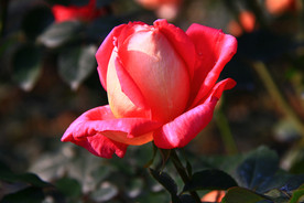 秋拍 精品 高清 特写月季花