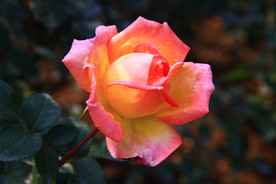 秋拍 精品 高清 特写月季花