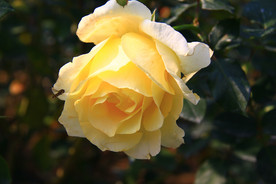 秋拍 精品 高清 特写月季花