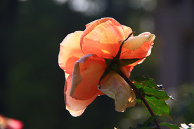 秋拍 精品 高清 特写月季花