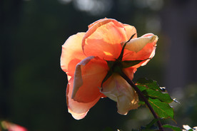 秋拍 精品 高清 特写月季花