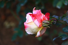 秋拍 精品 高清 特写月季花