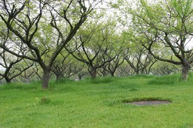 长沙湘江橘子洲头