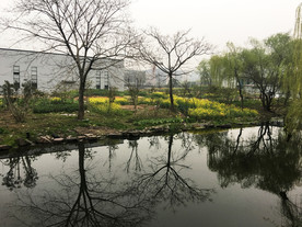 油菜花开的季节