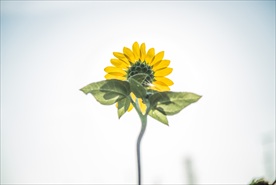 向日葵 葵花 农作物 农产品