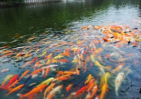 红鲤鱼