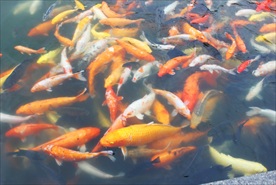 鲤鱼