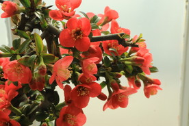 贴梗海棠花