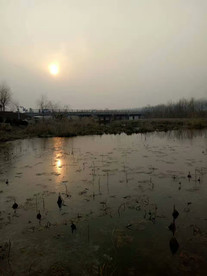 残荷夕阳