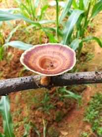蘑菇