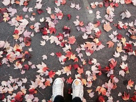 秋叶 枫叶 落叶 树叶 黄叶
