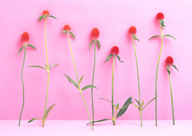 美丽的鲜花 鲜花 花朵 花语