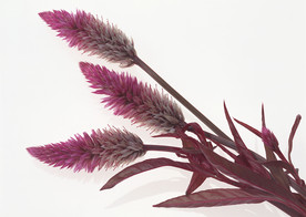美丽的鲜花