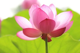 粉色荷花