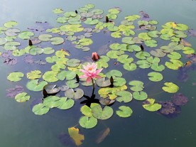 粉色荷花
