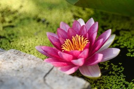 粉色荷花